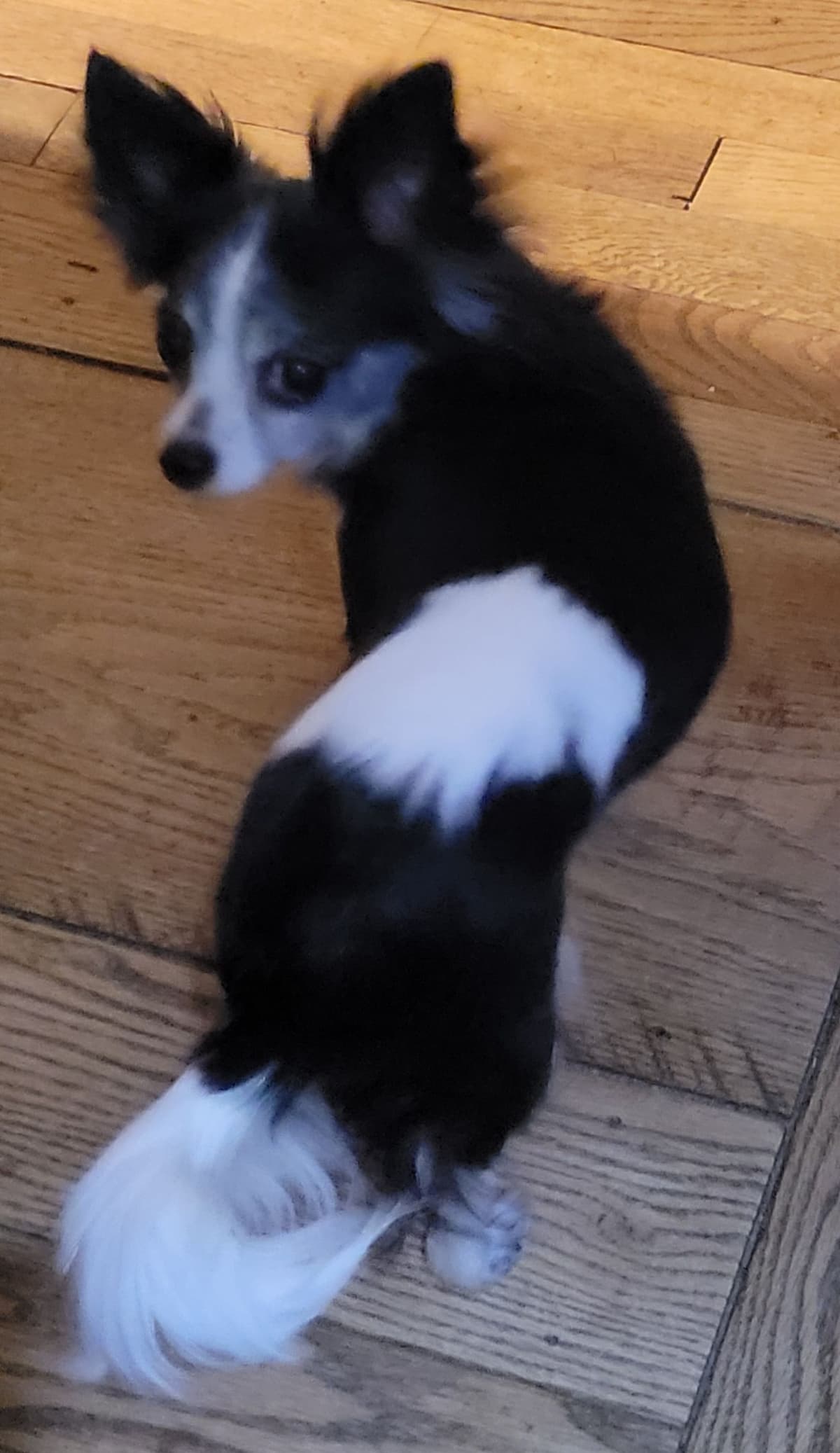 Sweet Long hair Chihuahua breeder image 14