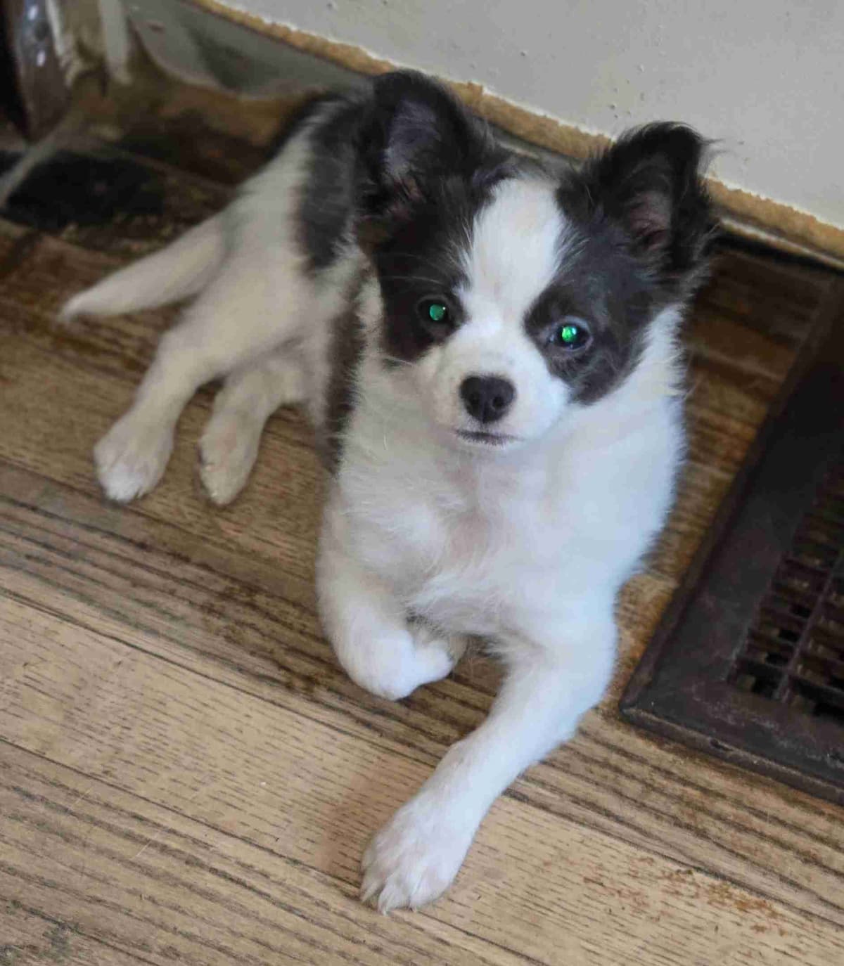 Sweet Long hair Chihuahua breeder image 8