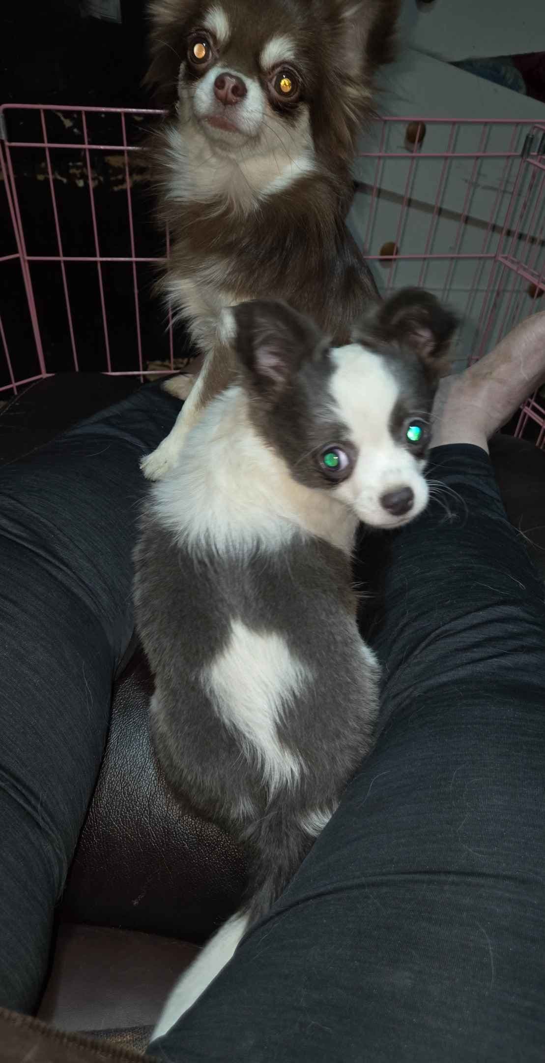 Sweet Long hair Chihuahua breeder image 9