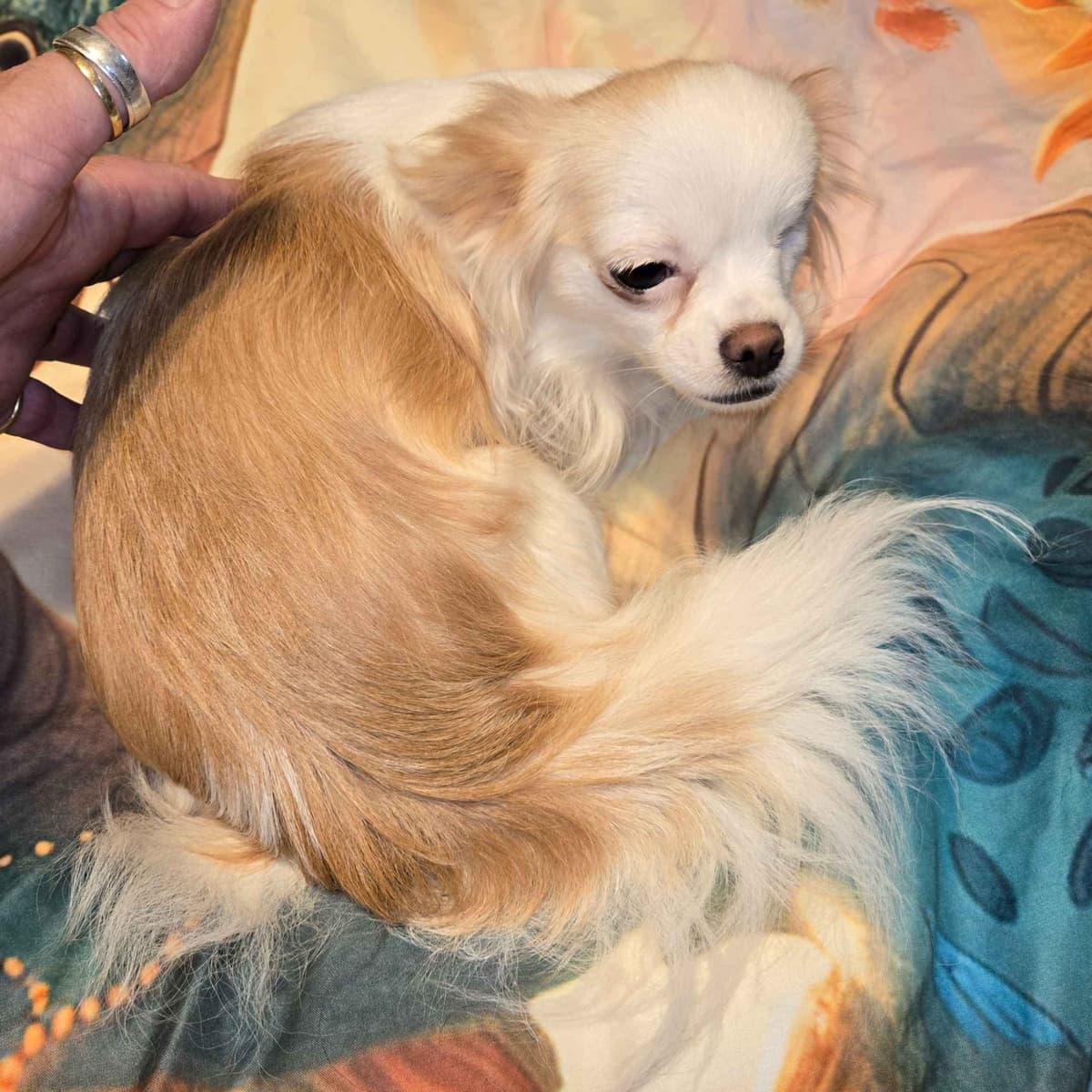 Sweet Long hair Chihuahua breeder image 15