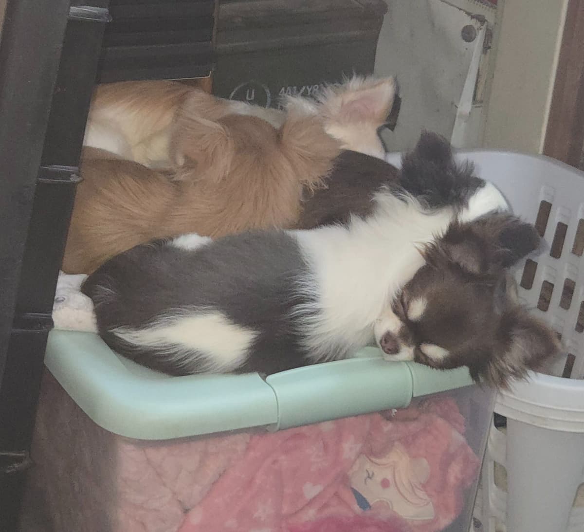 Sweet Long hair Chihuahua breeder image 11