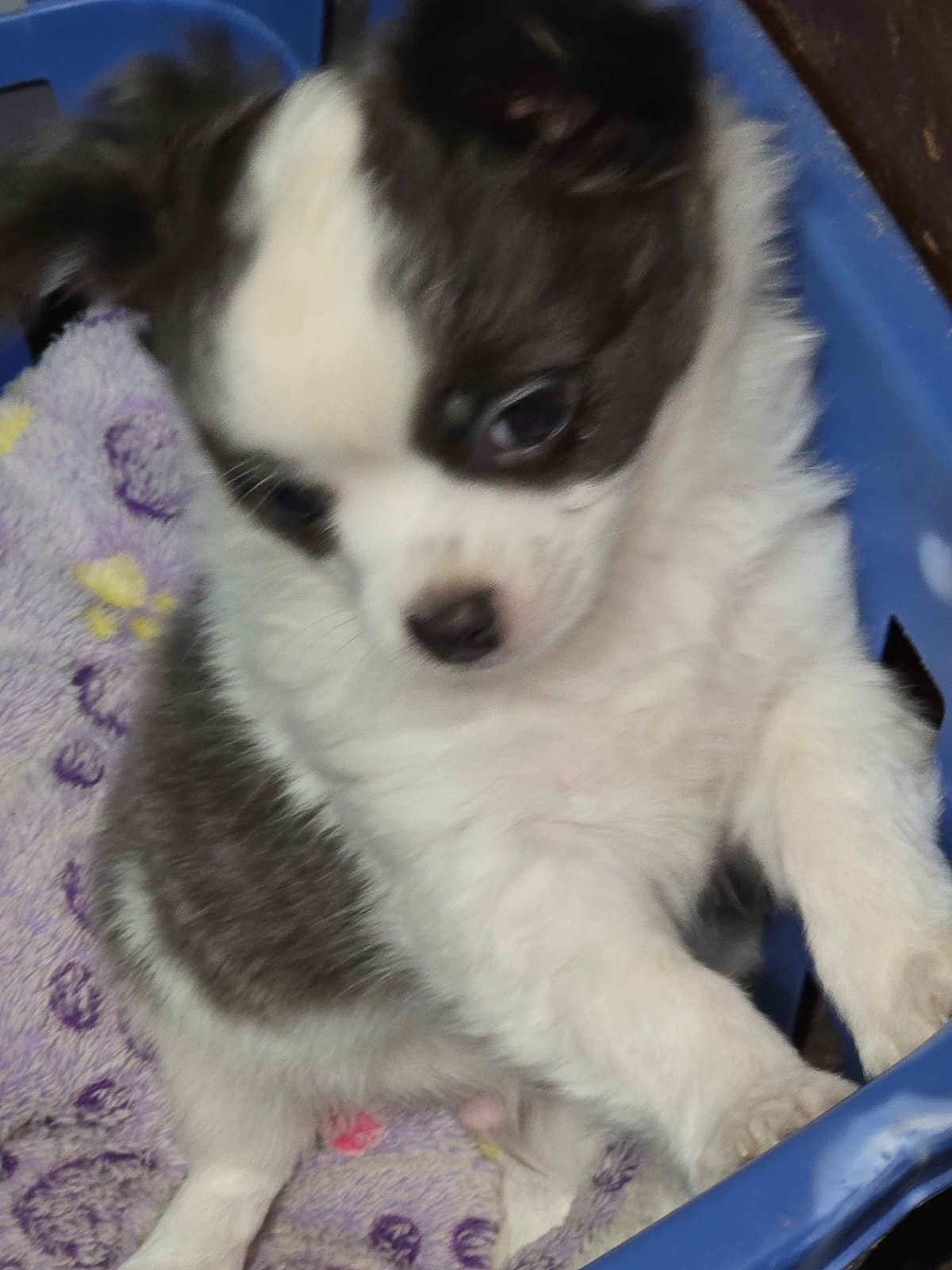 Sweet Long hair Chihuahua breeder image 10