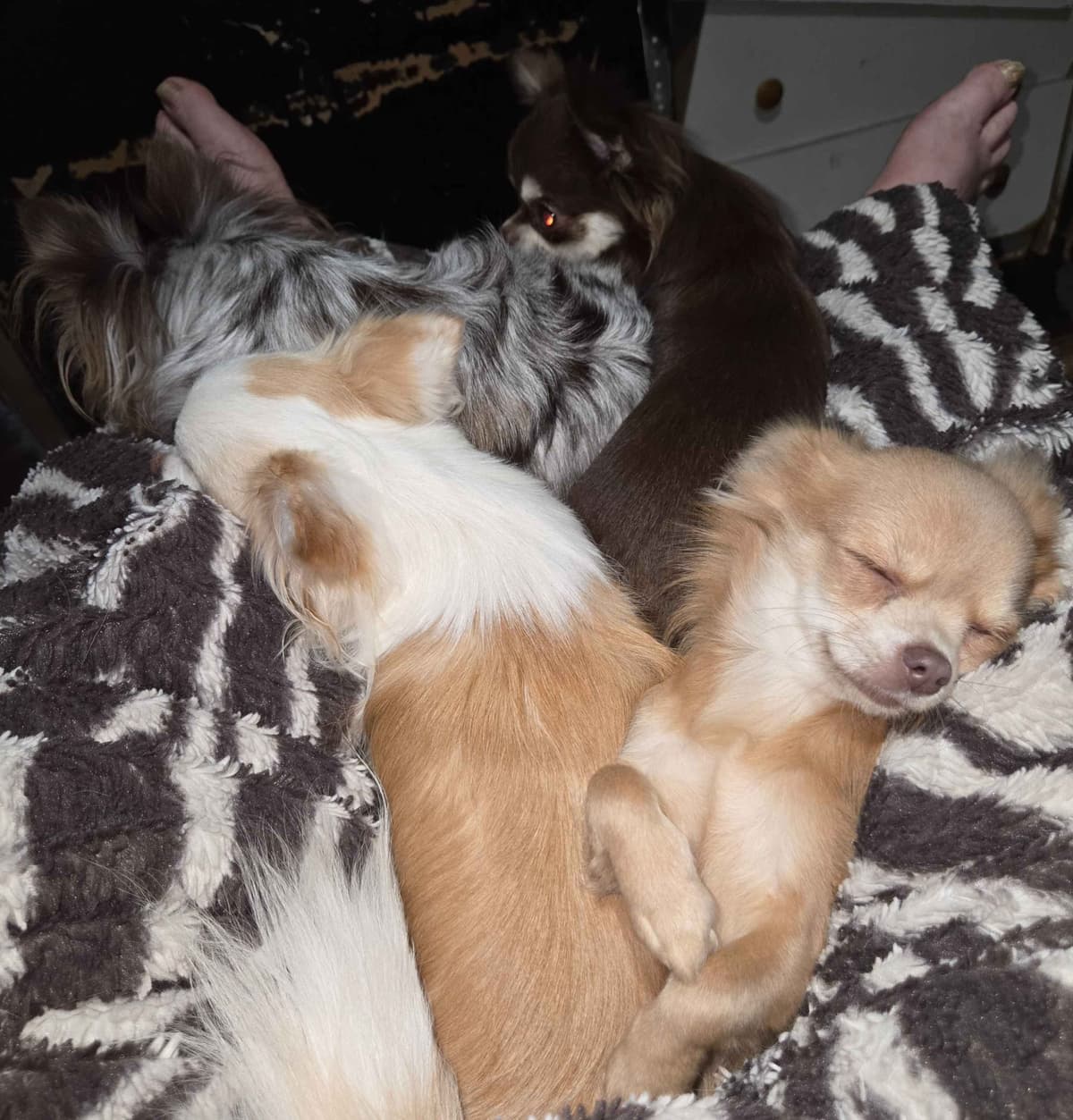 Sweet Long hair Chihuahua breeder image 16