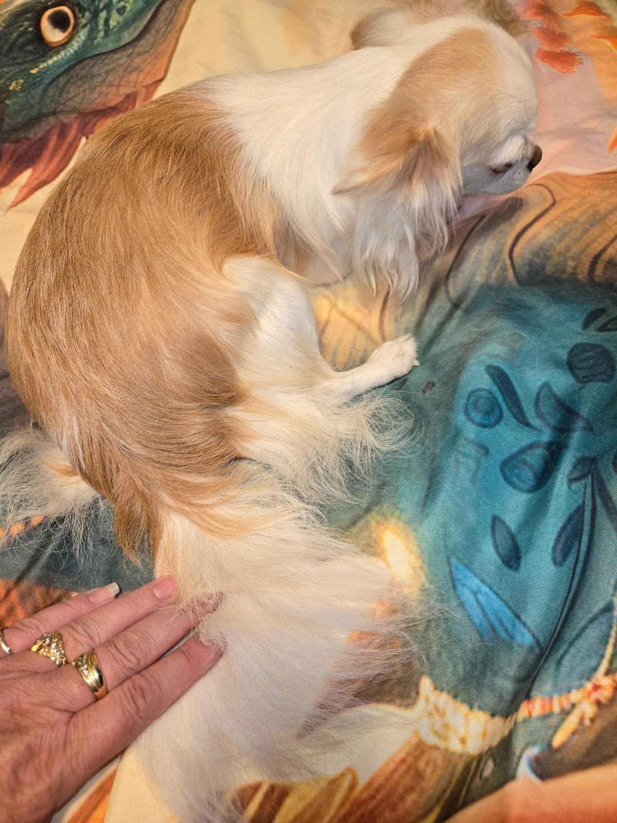 Sweet Long hair Chihuahua breeder image 17