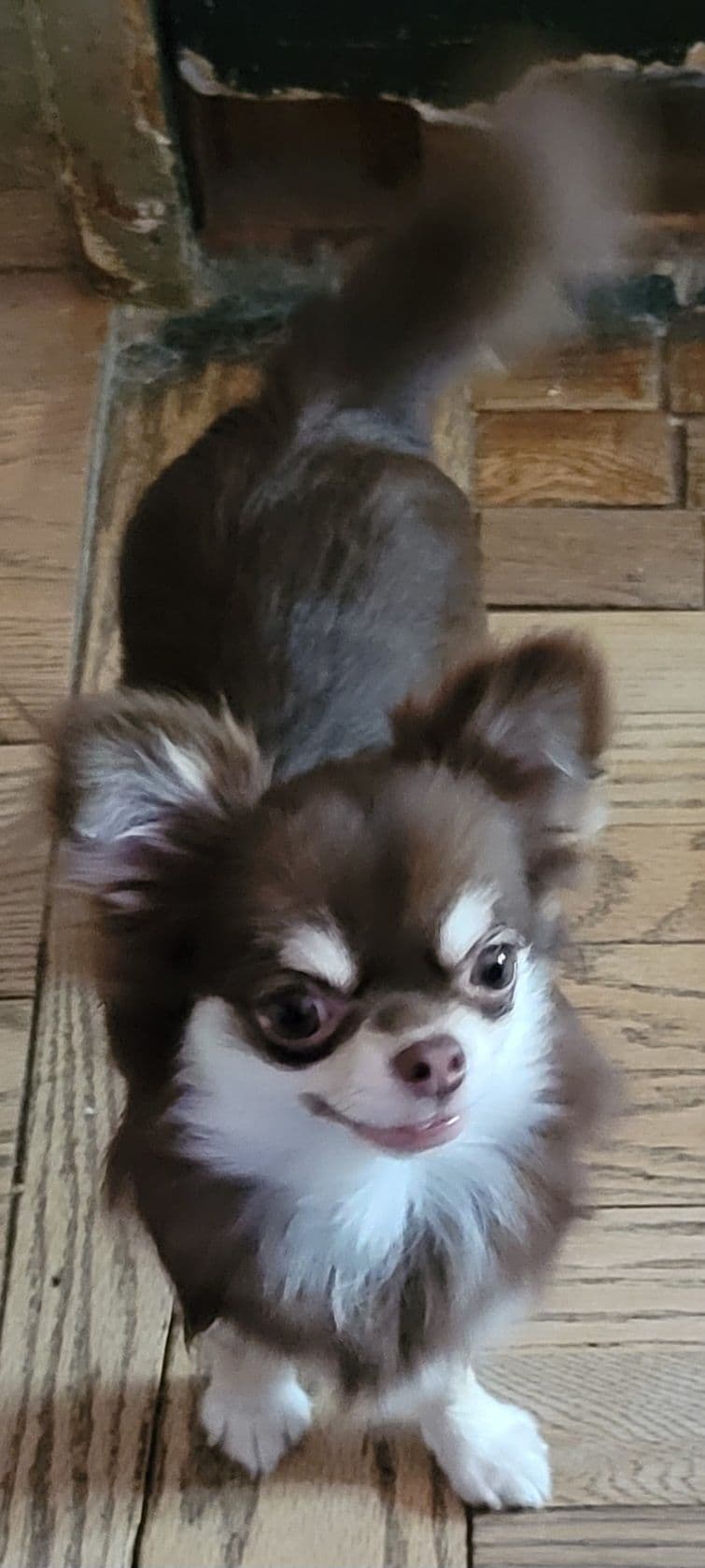 Sweet Long hair Chihuahua breeder image 18