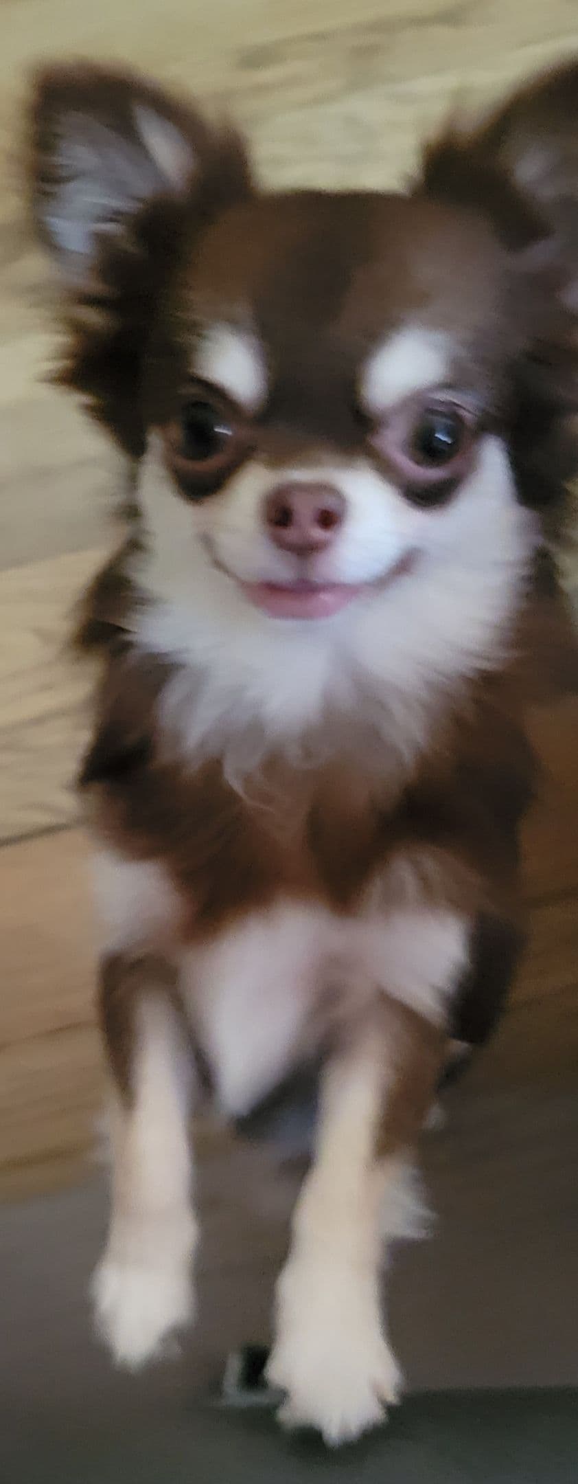 Sweet Long hair Chihuahua breeder image 19