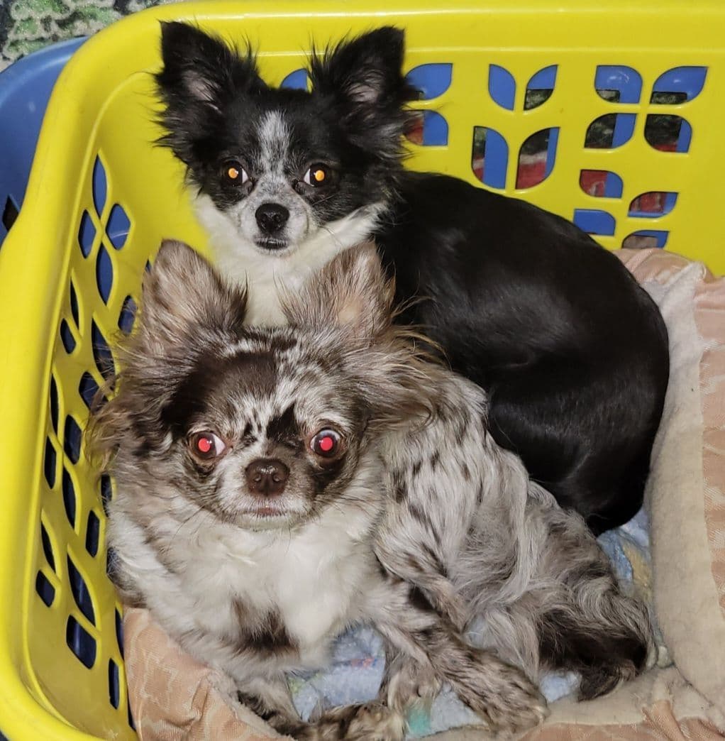 Sweet Long hair Chihuahua breeder image 13