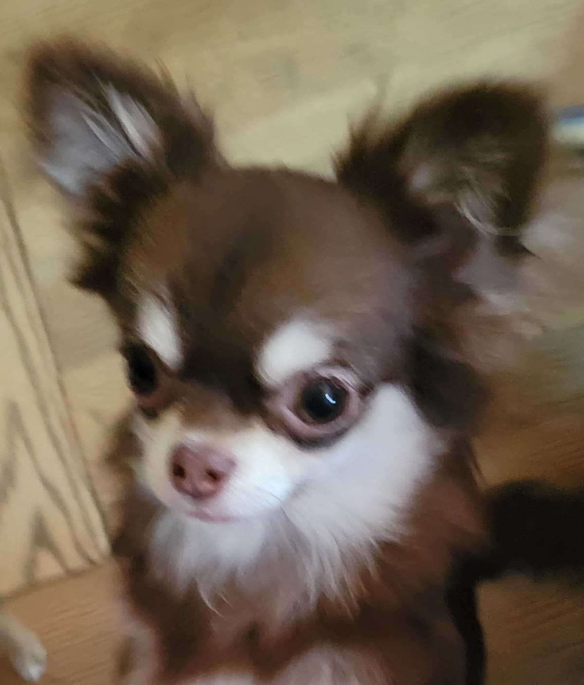 Sweet Long hair Chihuahua breeder image 20