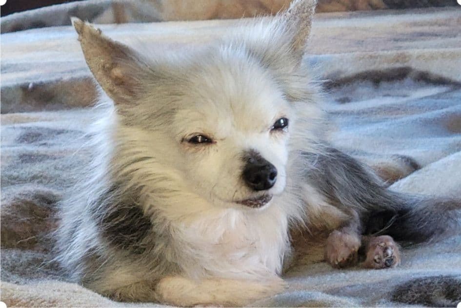 Sweet Long hair Chihuahua breeder image 22