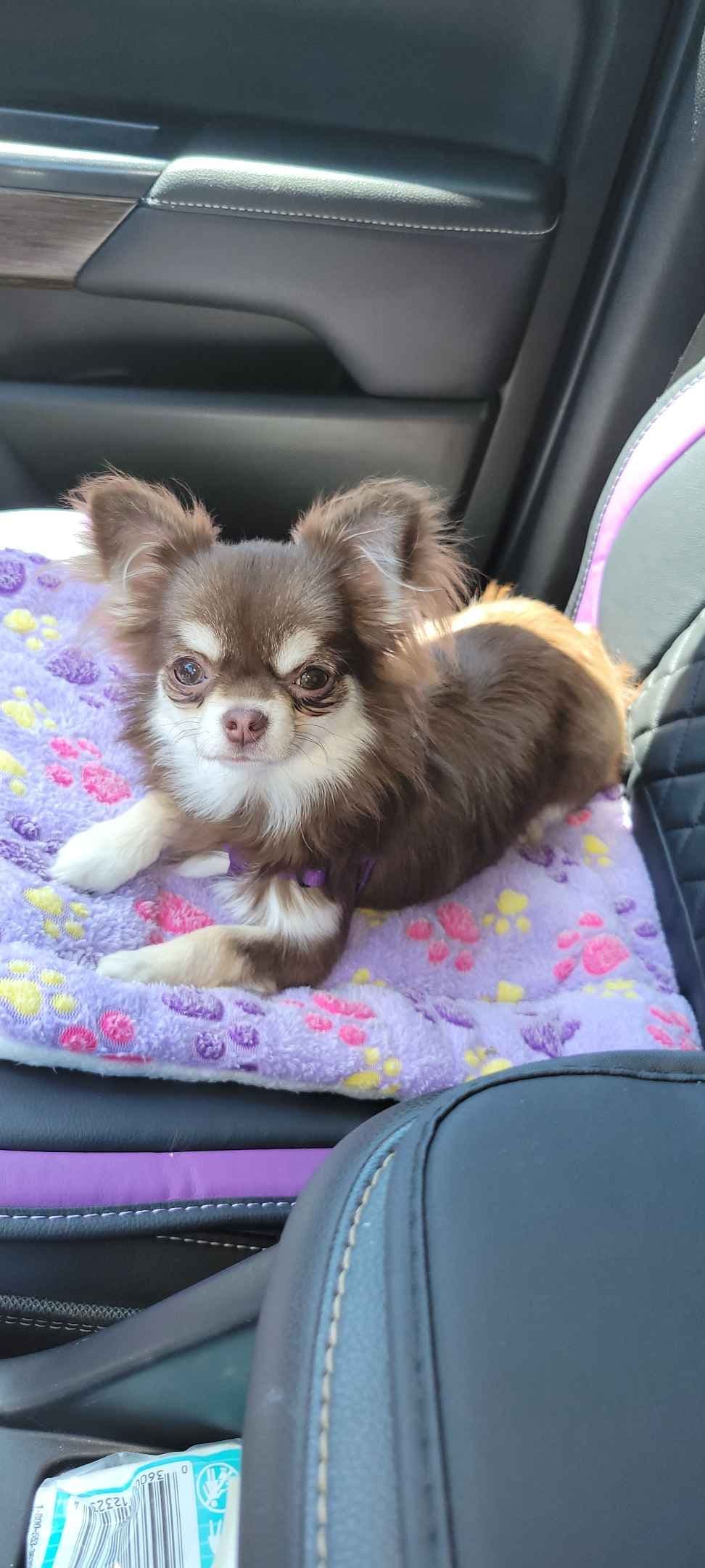 Sweet Long hair Chihuahua breeder image 21