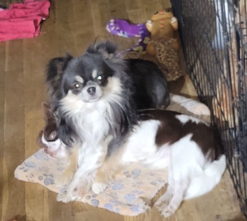Sweet Long hair Chihuahua breeder image 1