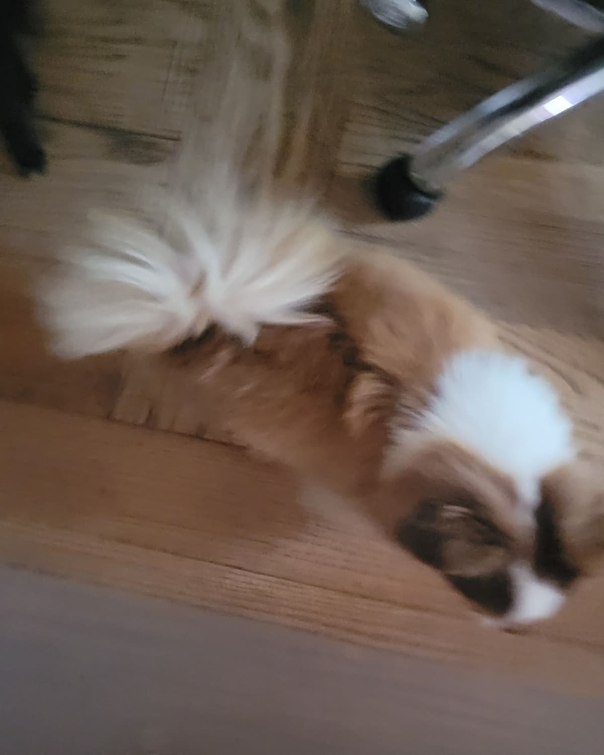 Sweet Long hair Chihuahua breeder image 5