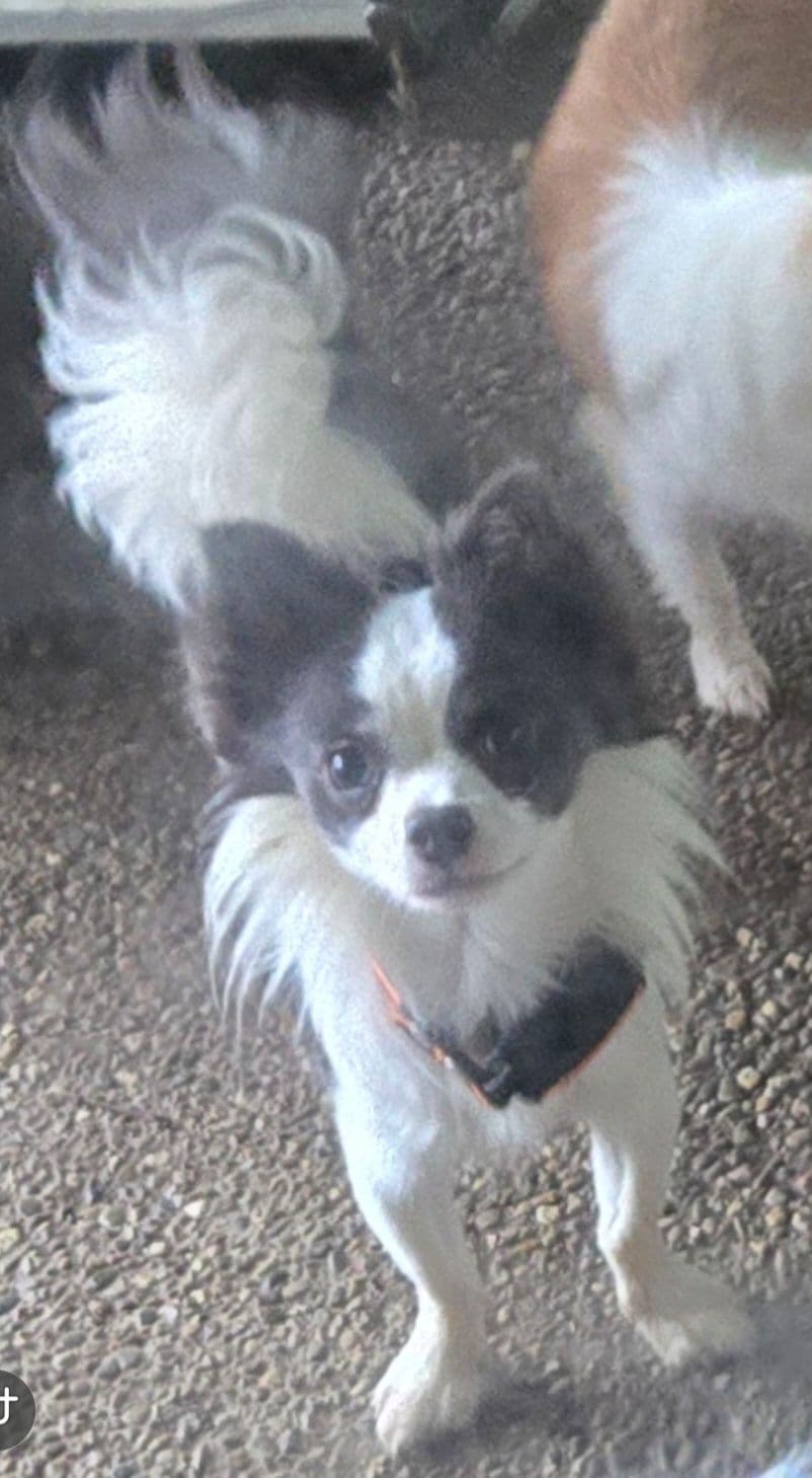 Sweet Long hair Chihuahua breeder image 24