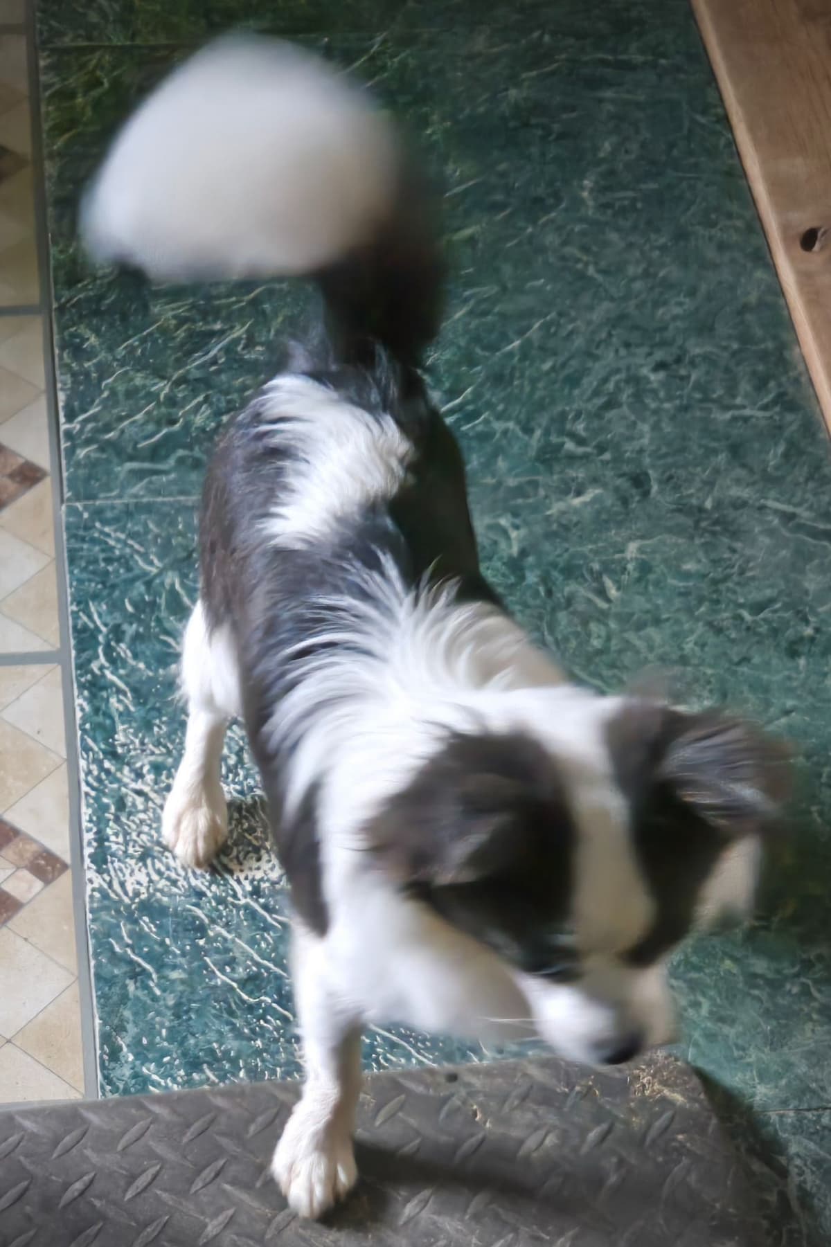Sweet Long hair Chihuahua breeder image 26