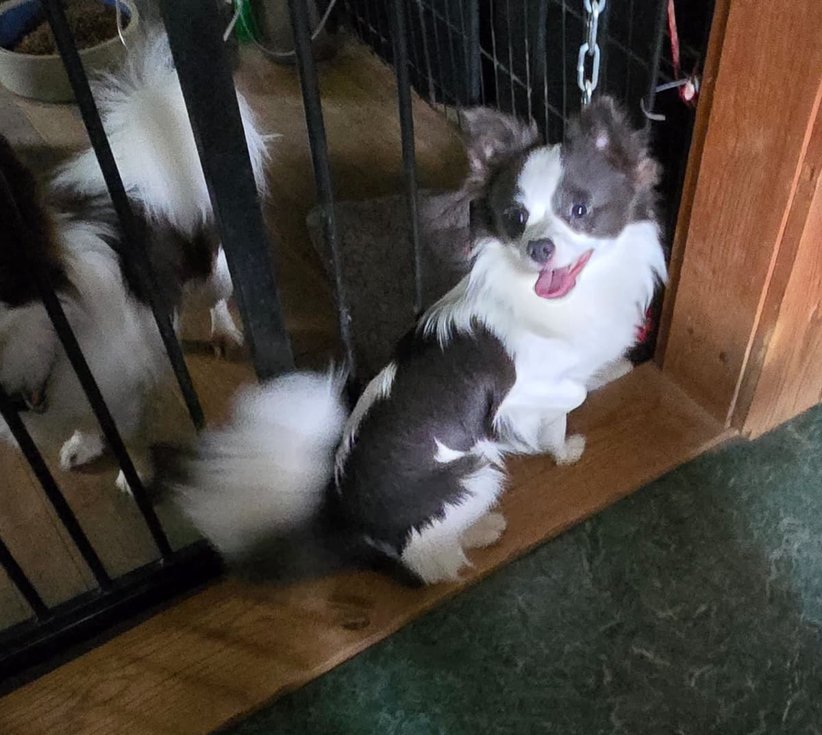 Sweet Long hair Chihuahua breeder image 27