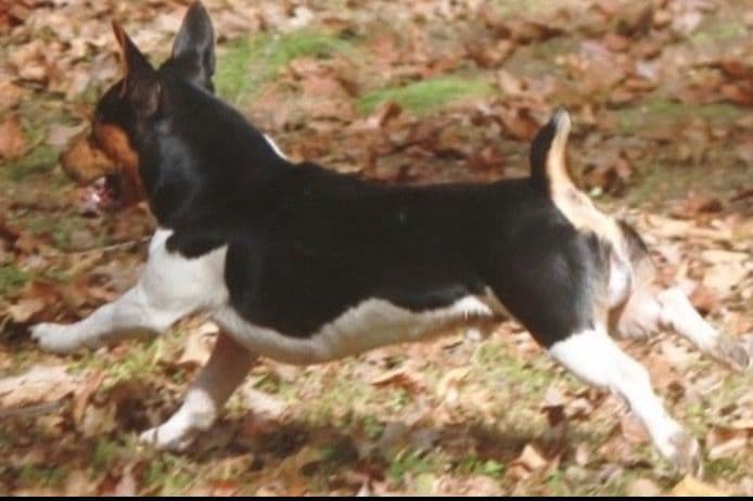 Teddy Roosevelt Terrier Puppies breeder image 1