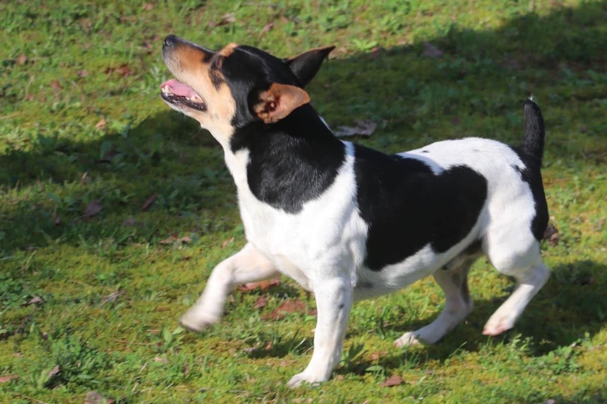 Teddy Roosevelt Terrier Puppies breeder image 3