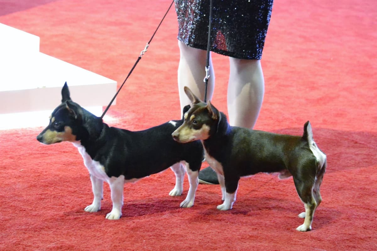 Teddy Roosevelt Terrier Puppies breeder image 4