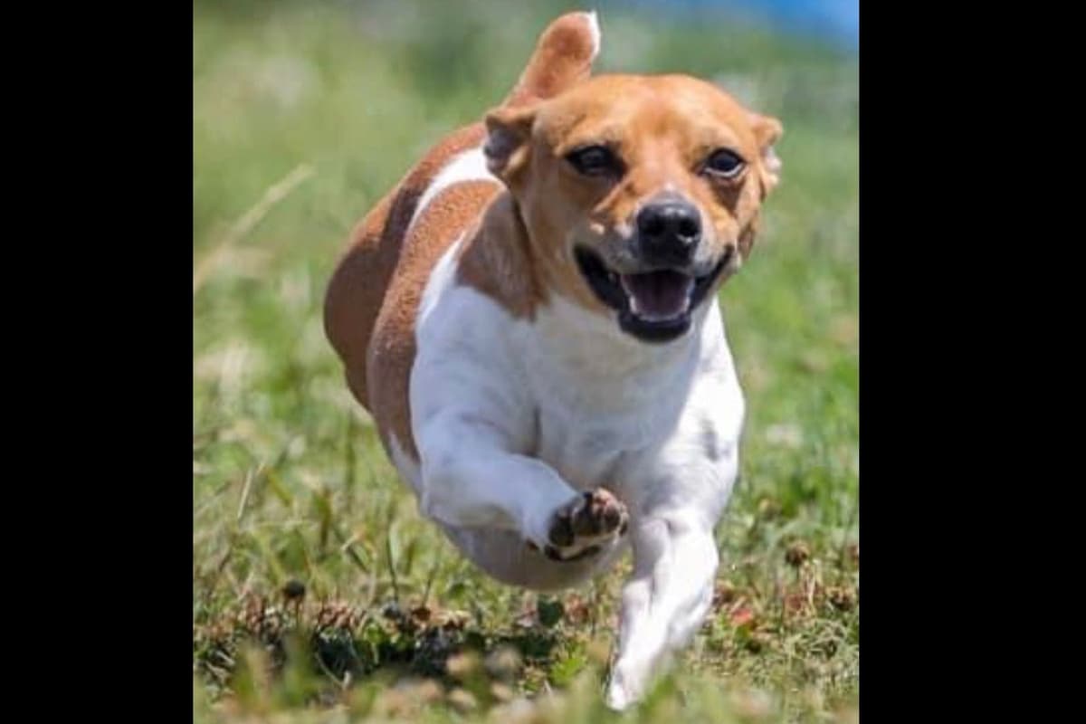 Teddy Roosevelt Terrier Puppies breeder image 5