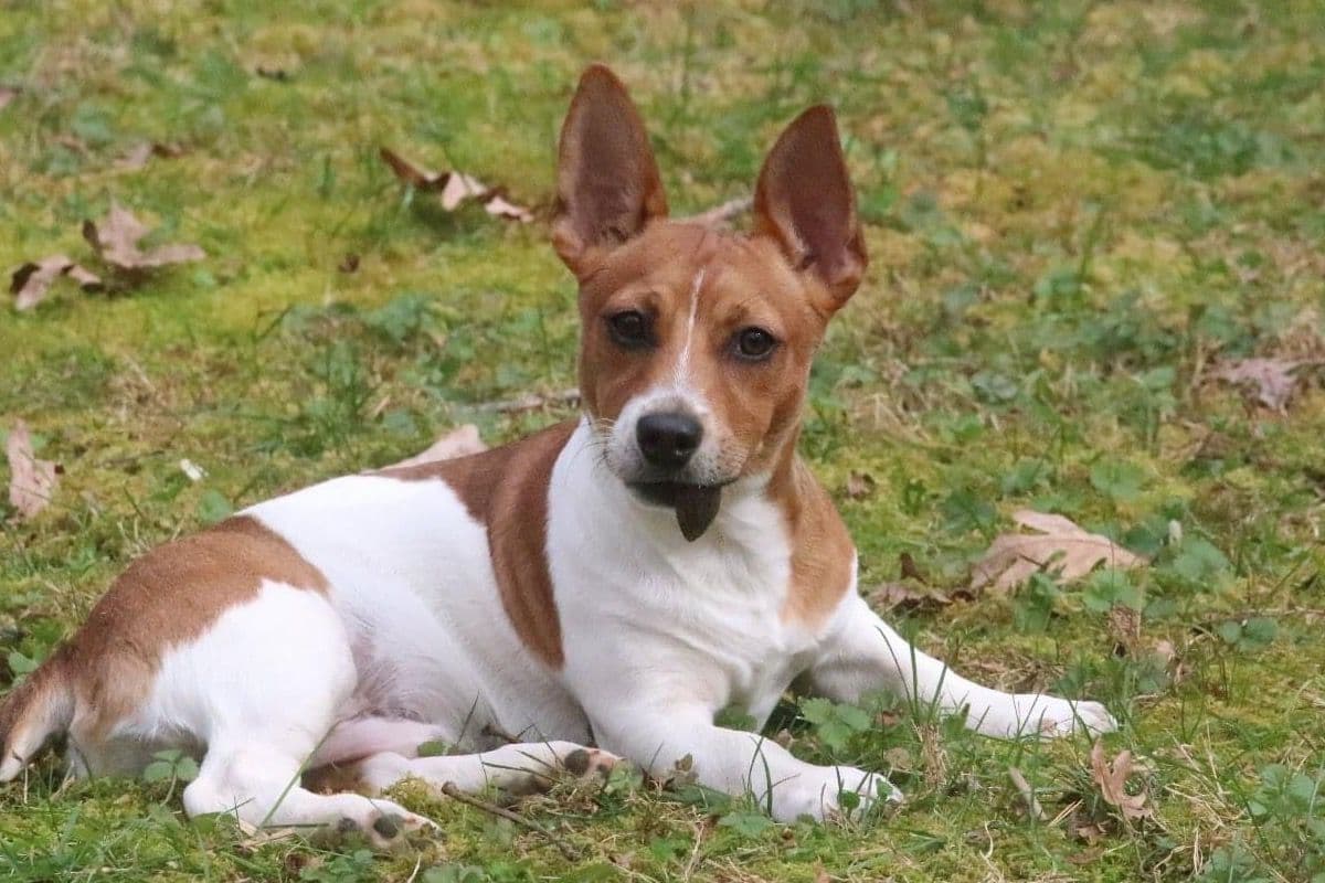 Teddy Roosevelt Terrier Puppies breeder image 6