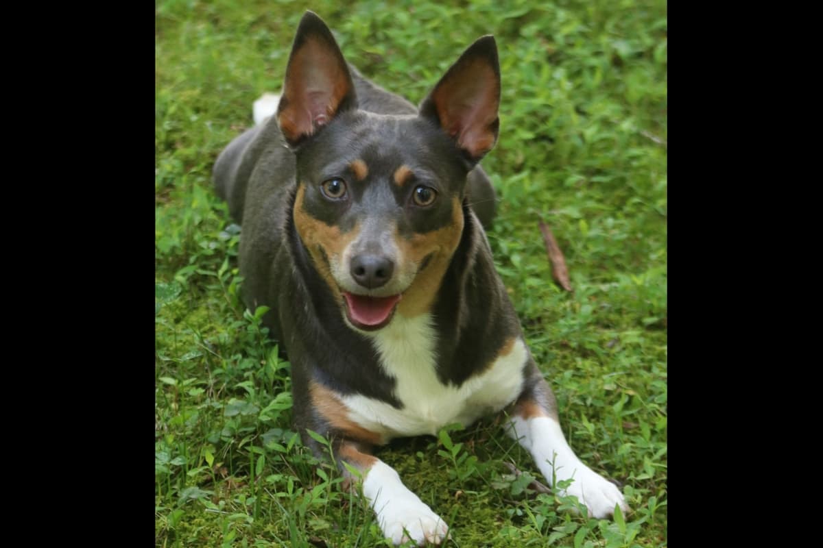 Teddy Roosevelt Terrier Puppies breeder image 9