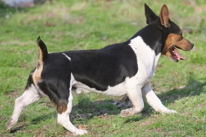 Teddy Roosevelt Terrier Puppies breeder image 12
