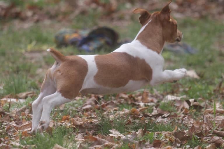 Teddy Roosevelt Terrier Puppies breeder image 13