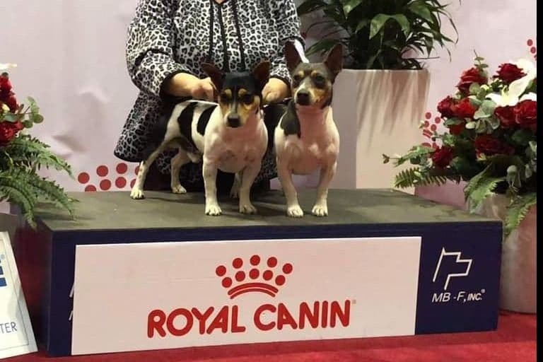 Teddy Roosevelt Terrier Puppies breeder image 14