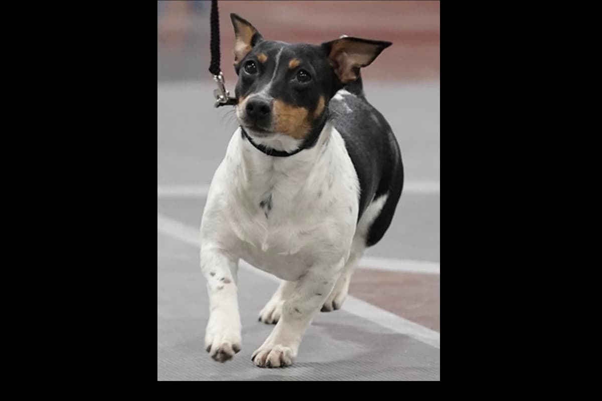 Teddy Roosevelt Terrier Puppies breeder image 15