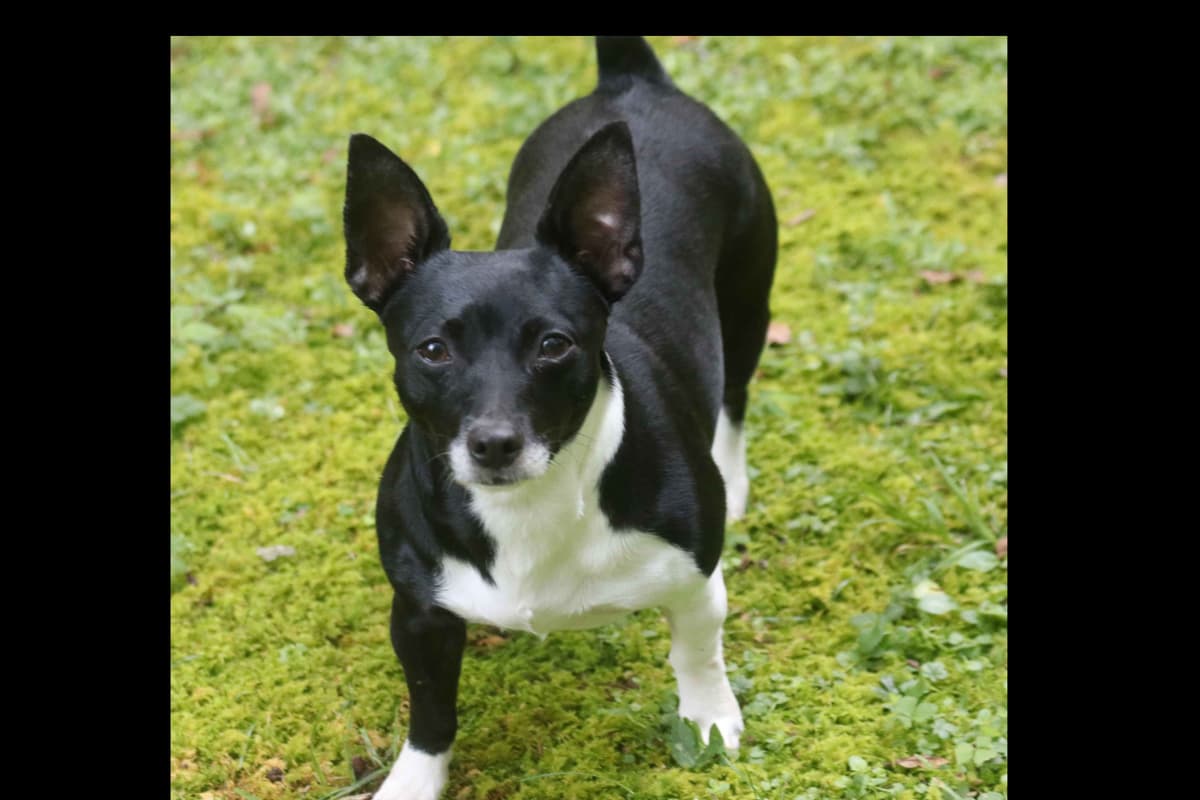 Teddy Roosevelt Terrier Puppies breeder image 17