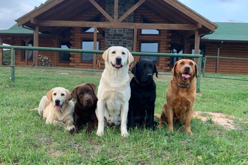 Labrador Retriever Puppies breeder image 1