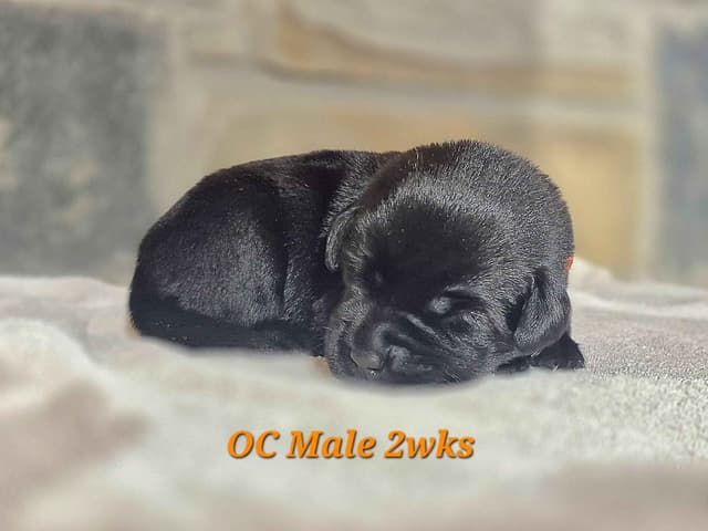 Labrador Retriever Puppies media 2