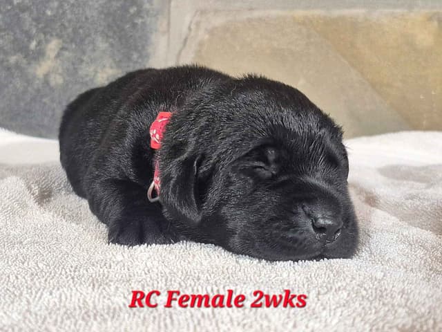 Labrador Retriever Puppies media 3