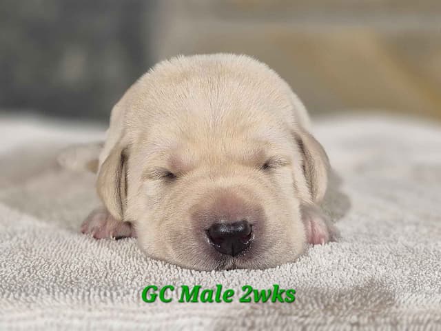 Labrador Retriever Puppies media 4