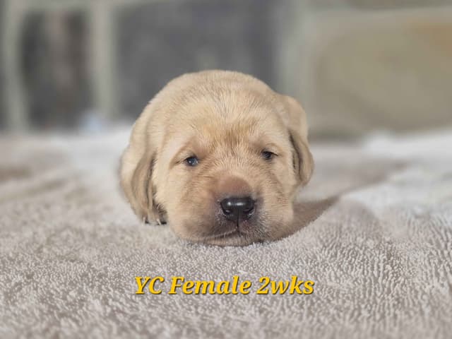 Labrador Retriever Puppies media 6