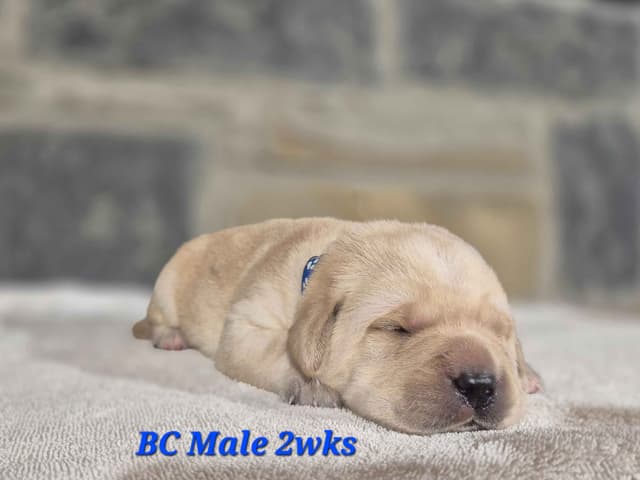 Labrador Retriever Puppies media 8