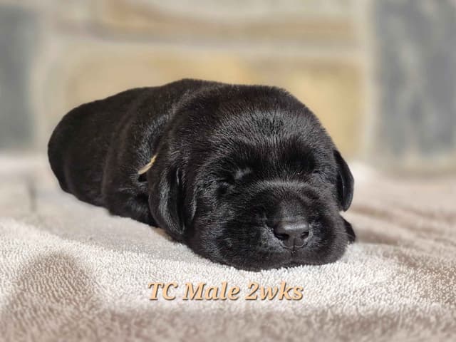 Labrador Retriever Puppies media 5