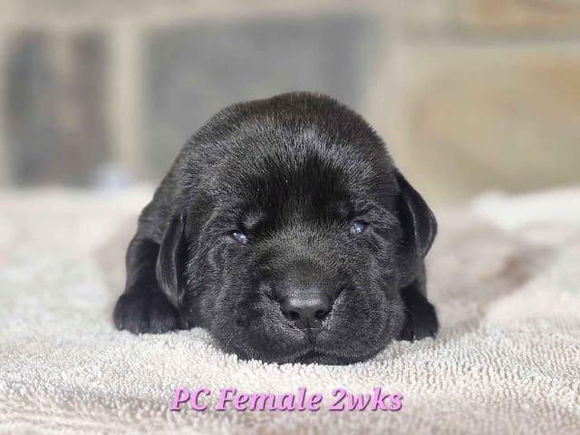 Labrador Retriever Puppies media 7