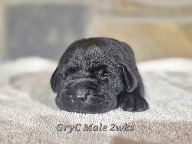Labrador Retriever Puppies media 9