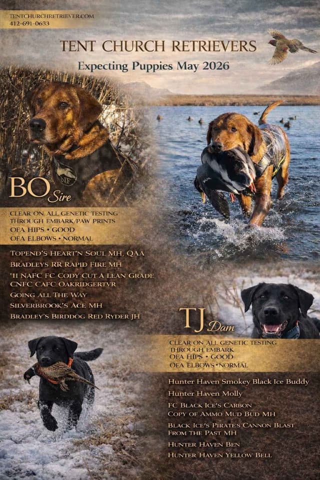 Labrador Retriever Puppies media 2