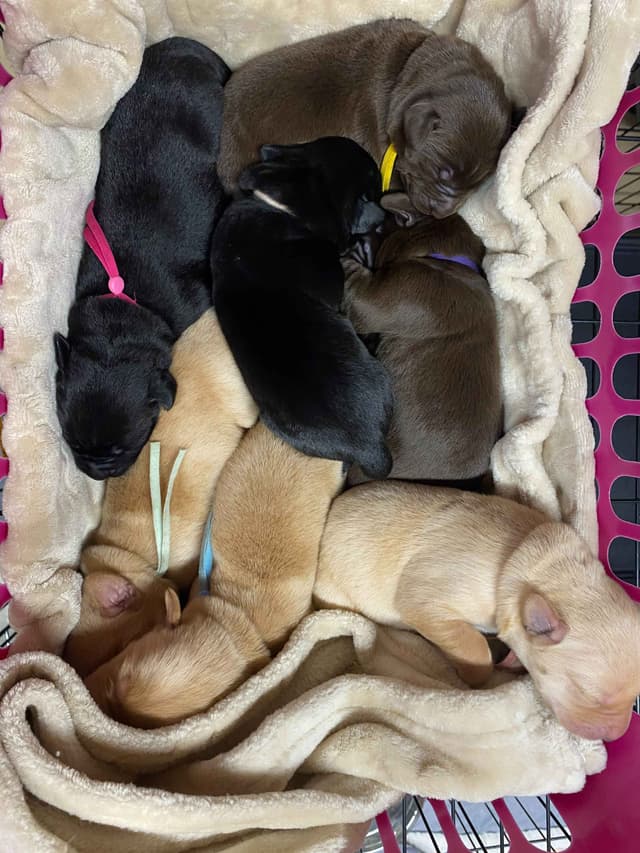 Labrador Retriever Puppies media 3