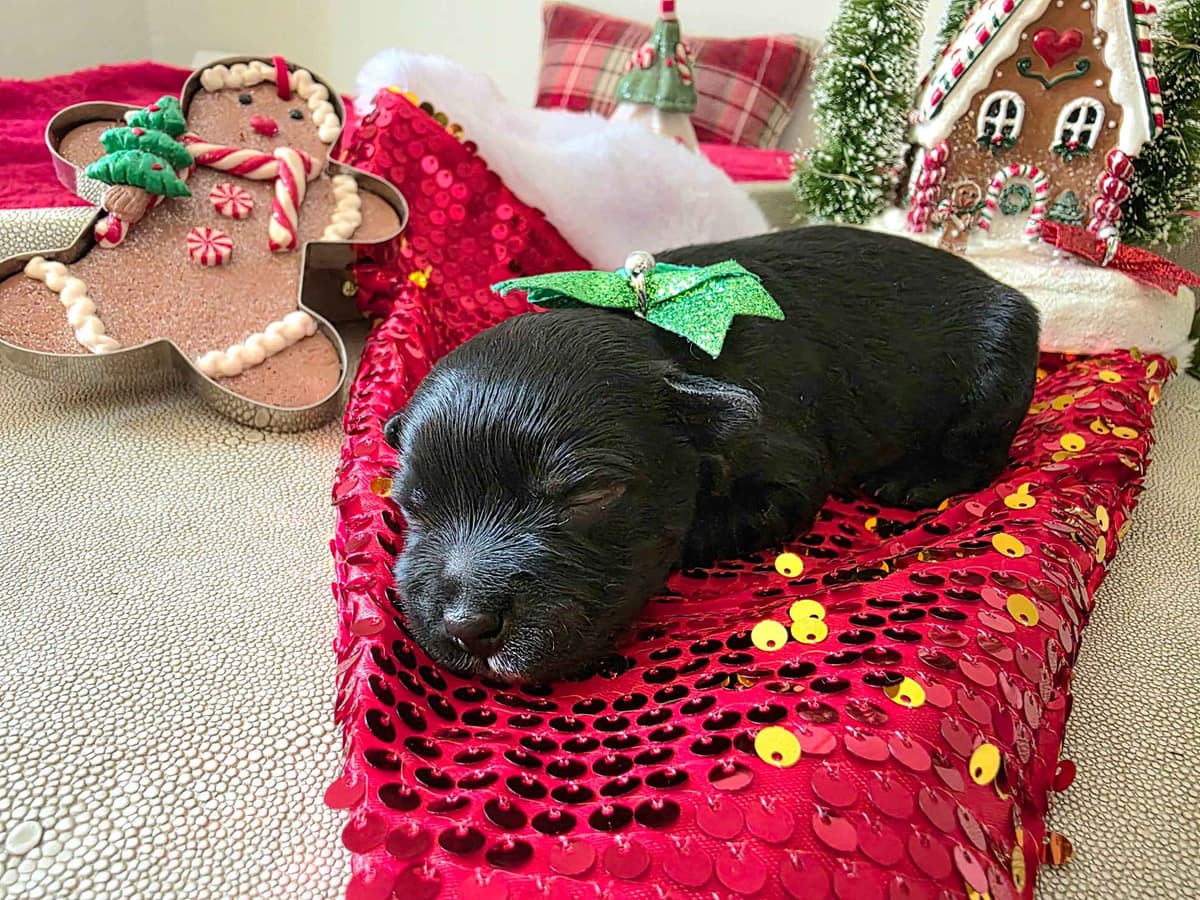 Miniature Schnauzer Black Males Puppies breeder image 1