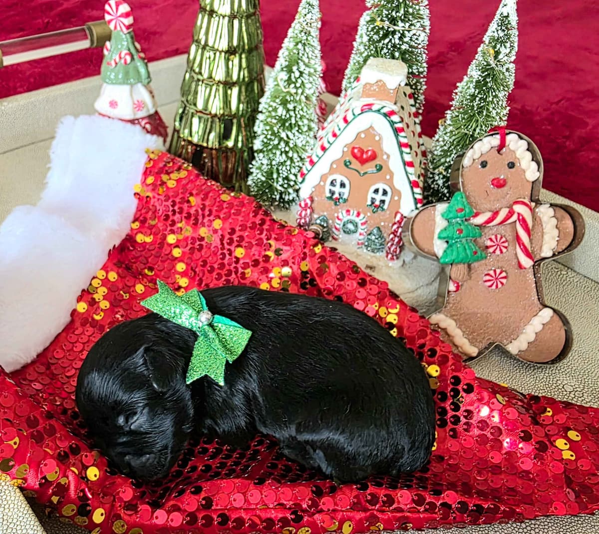 Miniature Schnauzer Black Males Puppies breeder image 2