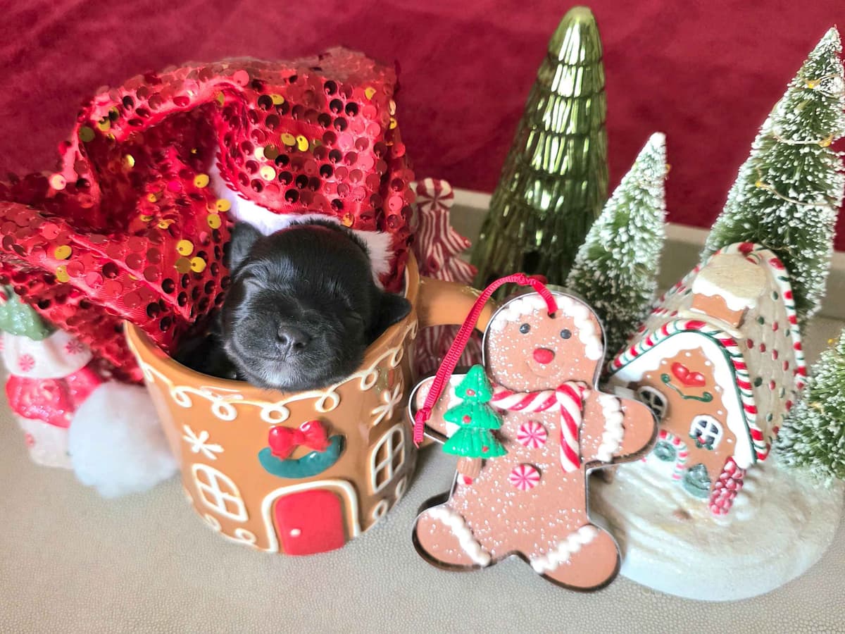 Miniature Schnauzer Black Males Puppies breeder image 4