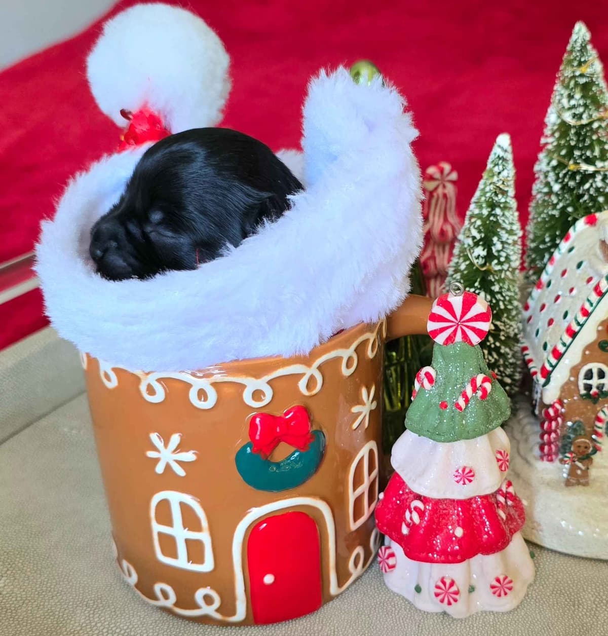 Miniature Schnauzer Black Males Puppies breeder image 5