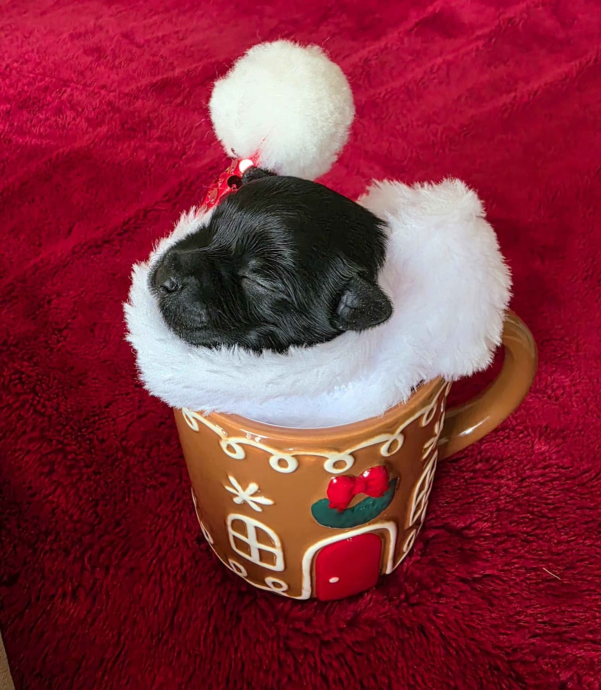 Miniature Schnauzer Black Males Puppies breeder image 6