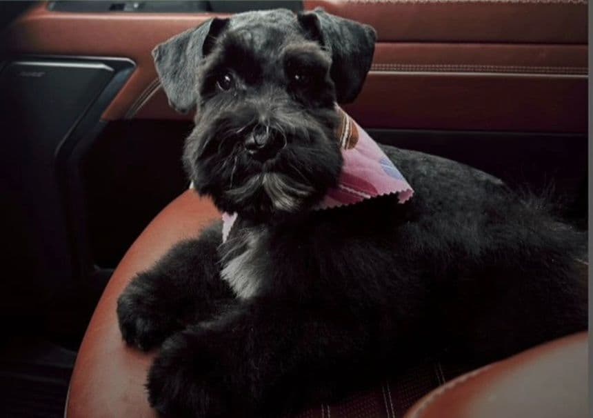 Miniature Schnauzer Black Males Puppies breeder image 8