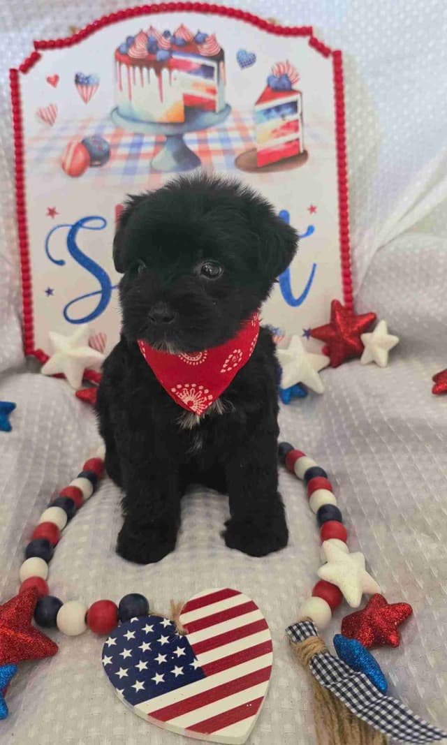 Miniature Schnauzer Black Males Puppies media 3