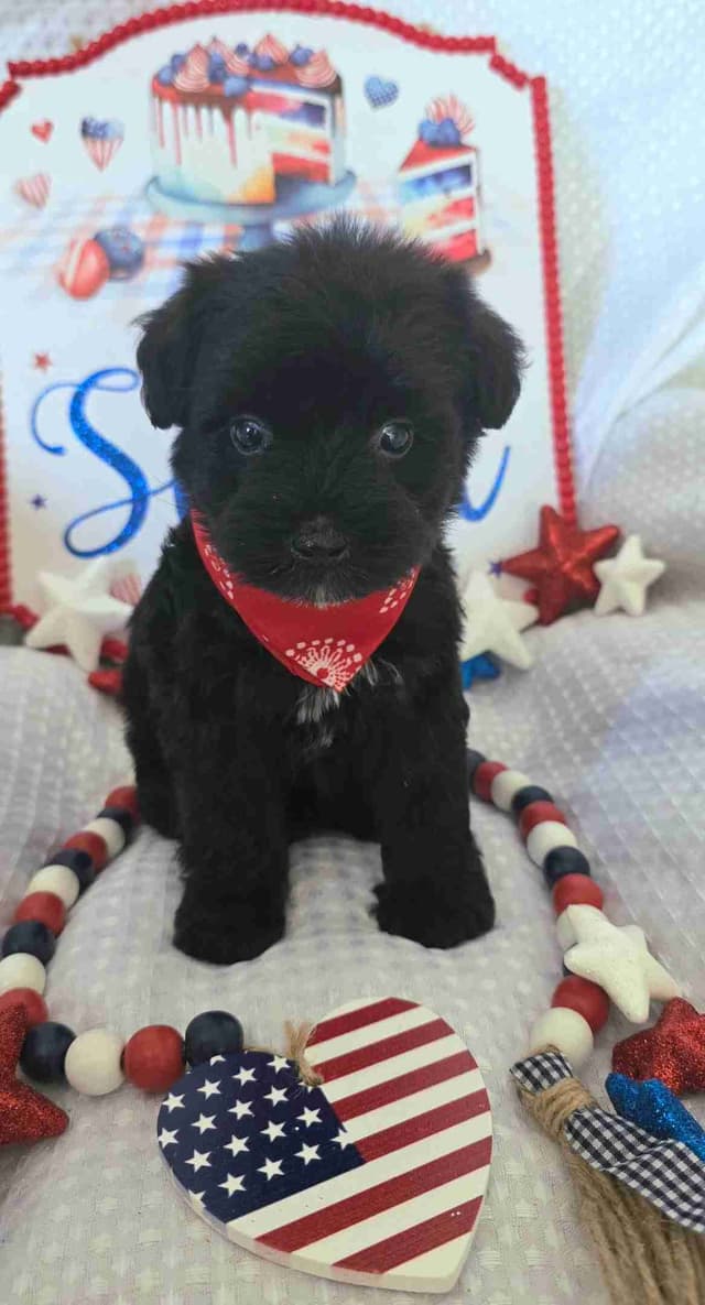 Miniature Schnauzer Black Males Puppies media 2