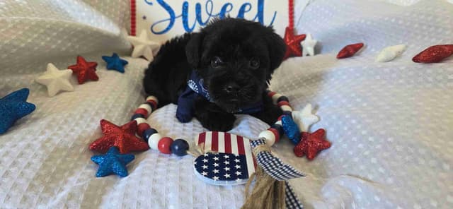 Miniature Schnauzer Black Males Puppies media 4